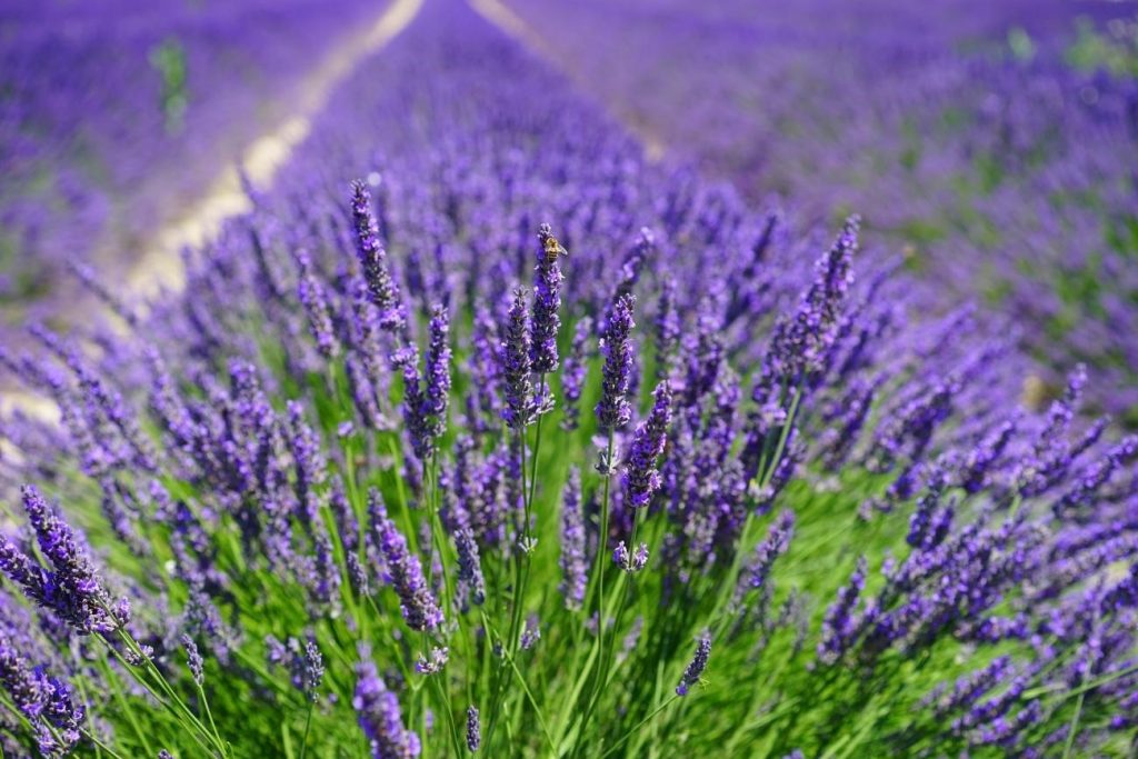 گیاه دارویی اسطوخودوس