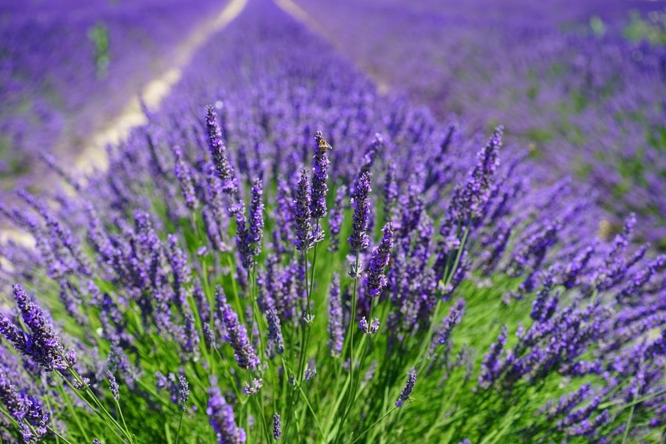 گیاه دارویی اسطوخودوس