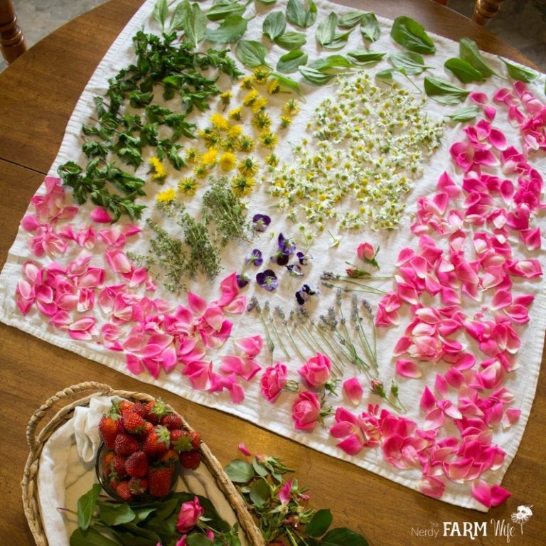 چگونه گلها و گیاهان را از باغ خود برداشت و خشک کنید