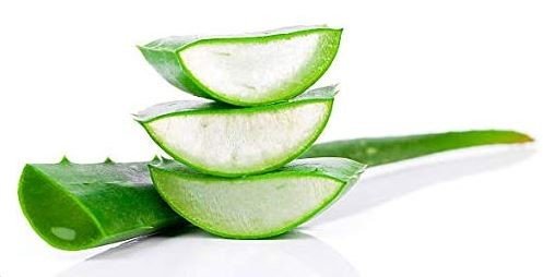 نحوه خشک کردن گیاه آلوئه ورا