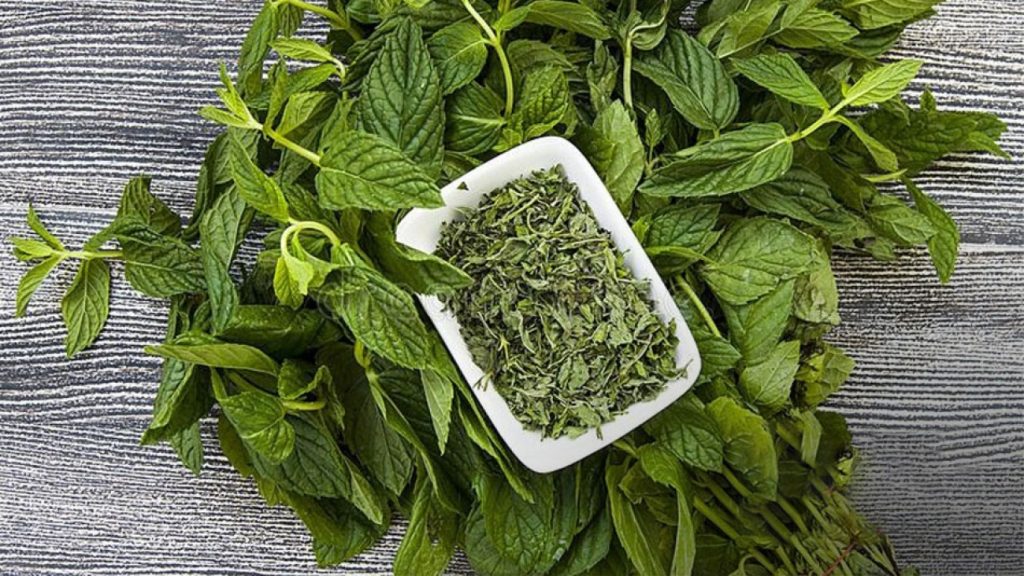 نحوه خشک کردن گیاه نعنا