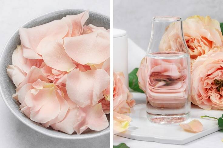 تهیه گلاب خانگی گل محمدی