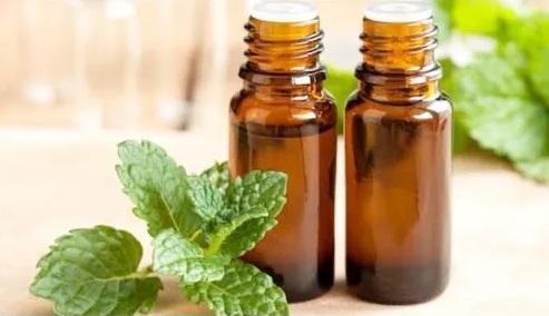 کاربردها، خواص و عوارض جانبی روغن نعنا